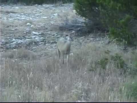 Whitetail buck frustrated with his shedding velvet