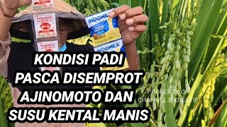 KONDISI PADI TELAH SEMPROT AJINOMOTO +SUSU KENTAL MANIS