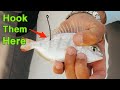 How To Hook Pinfish To Catch More Redfish, Snook, Trout & Tarpon