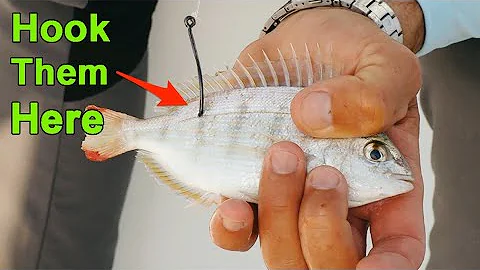 How To Hook Pinfish To Catch More Redfish, Snook, Trout & Tarpon