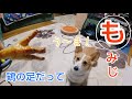 もみじちゃん【がぶかぶコーギー】咥えたら離さない犬がこちら