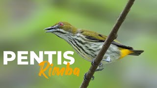 ‼️🔴 SUARA BURUNG PENTIS RIMBA. MASTERAN SUARA JERNIH 🔴‼️