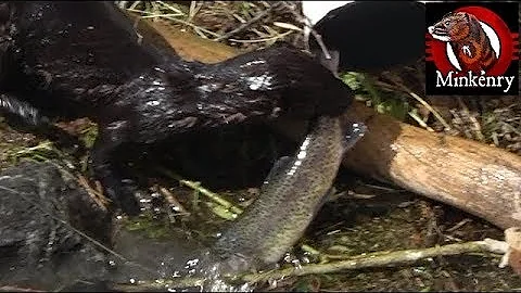 Amazing Underwater Footage of Mink Catching Trout