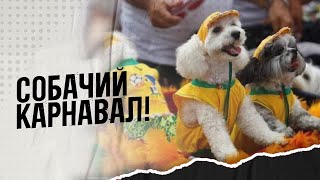 В ритме самбы: в Бразилии прошел карнавал для собак!