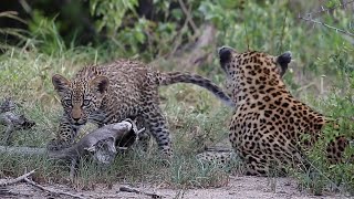 Leopard Mom Protect and Feed Cubs by Discovery Animals 15,346 views 2 years ago 8 minutes, 6 seconds