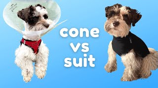 Cone vs Recovery Suit: Miniature Schnauzer Puppy tries a Recovery Suit after Neuter Surgery