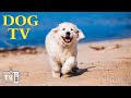 Dog tv  le meilleur divertissement vido pour dtendre votre chien lorsquil est seul  la maiso