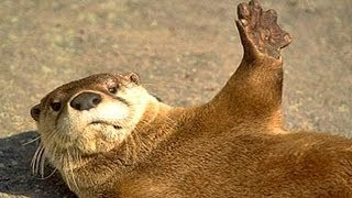 CUTE RIVER OTTERS