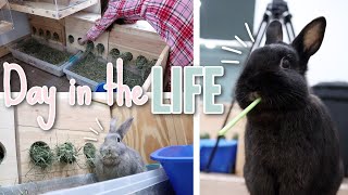 A Day in the Life as a Rabbit Owner! Rabbit Daily Care Routines