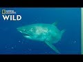 World's Biggest Great White? | SharkFest