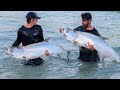 GIANT Beach Fish! Catch Clean Cook (Tarpon & Snook)