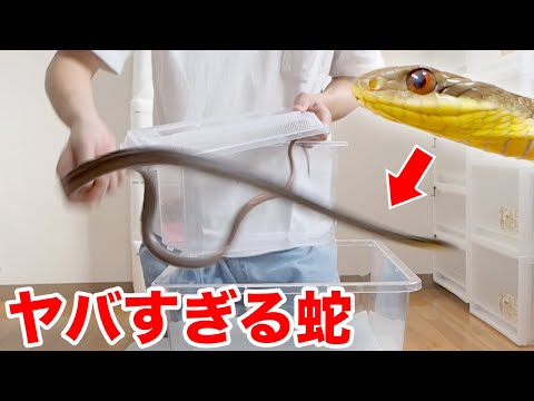 A friend sent me a really aggressive snake. - YouTube