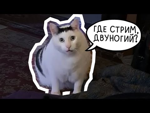 Видео: ДВУНОГИМ ОТ ДВУНОГОГО