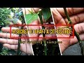 9 Secret To Graft A Citrus Tree by Grafting Examples