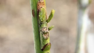 Single bud veneer avocado grafts. Can be used in canopy change