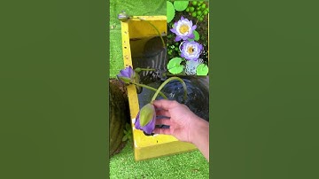 Setup cái lu trồng hoa nuôi cá 7 màu