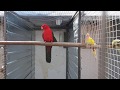 New parrot aviary