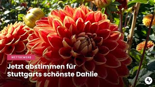 Publikumswettbewerb startet: „Stuttgarts schönste Dahlie“
