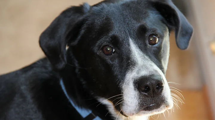 Oops! I "Accidentally" Bought A New Camera! (Canon 60D Test Vlog Footage)