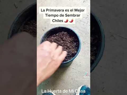 Video: Compañeros de chiles jalapeños: plantación complementaria con chiles jalapeños