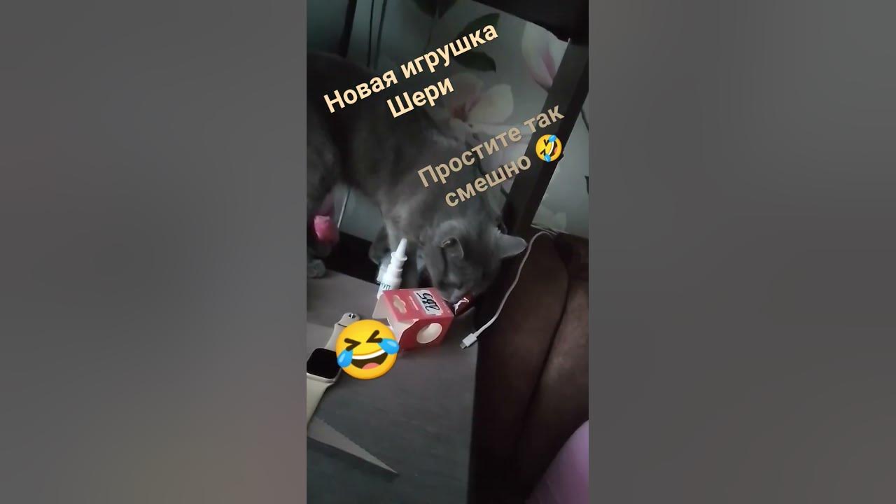 у Шери голова застряла в коробке😹😹😹😹😹😹. простите супер СМЕШНО 🤣 - YouTube
