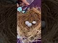 DIY Bird Nest using Coconut Coir | Fun & Easy Eco-Friendly School Project!