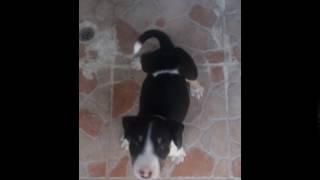 Bull Terrier Aprende A Sentarse Con Tan Solo 26 Días De Nacido