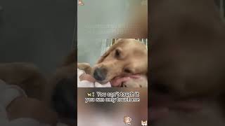 funnydogs#cute#doglover#doglife#cure#dogshorts#pet#doglife#dogshorts
