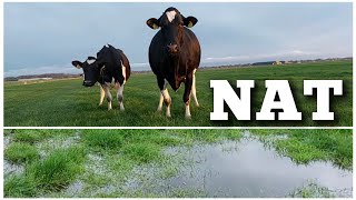 Houden de droge koeien hun poten droog??? | Boer Gerrit vlogt