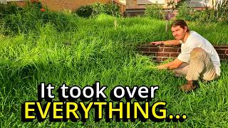 I Thought This Overgrown Yard Was Impossible To Save… But I Couldn't Walk Away