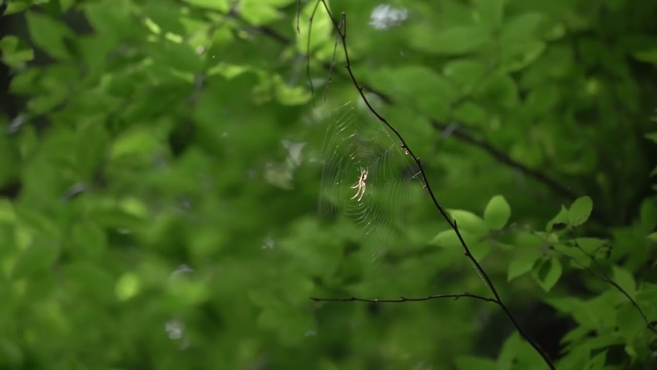 Слушать звук природы дождь. Лес летом звуки природы. Живой лес. S3 nature Sound» с. Звуки природы дождь с грозой пение птиц слушать.