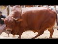 FRESCO Cattle Farm Biggest Bulls Collection Qurbani 2023