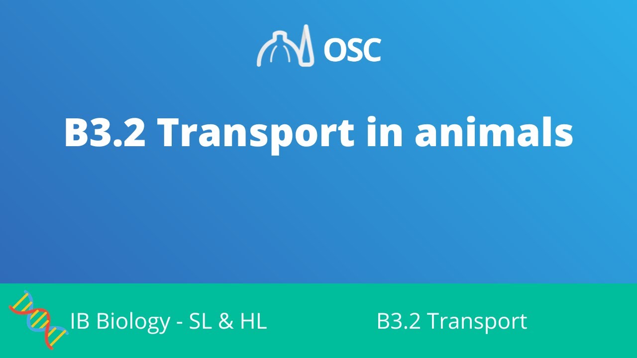 ⁣B3.2 Transport in Animals [IB Biology SL/HL]