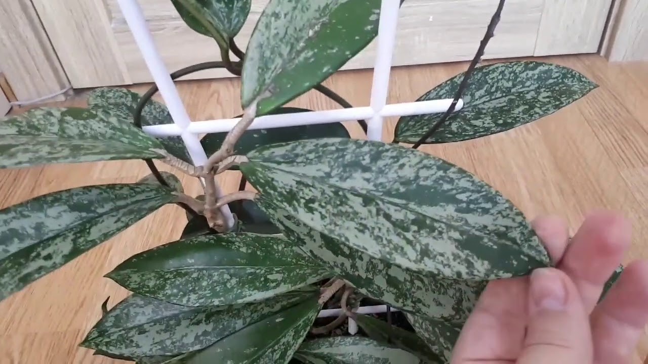 Хойи. Как подросли. Часть 6))