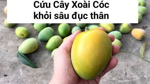 Cứu cây xoài khỏi sâu đục thân..cây tốt xum xuê hoa.