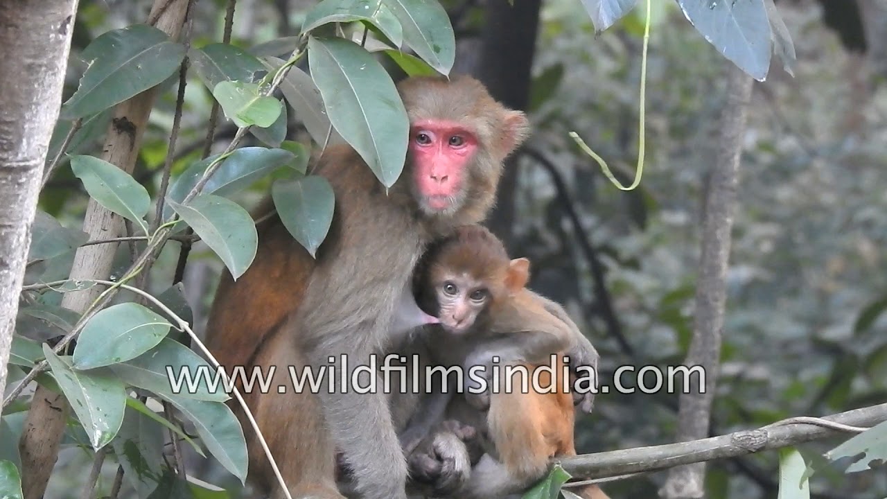 A Rhesus Macaque mother feeding its baby