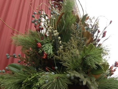 Video: Cây trồng trong nhà Wintergreen - Trồng cây xanh trong nhà để trang trí cho ngày lễ