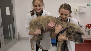 UQ Giving Day: Wildlife Rescue Fund