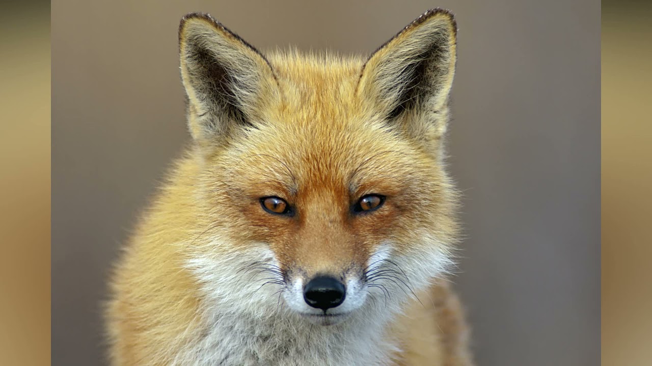 5D Diamond Paintings of Animals