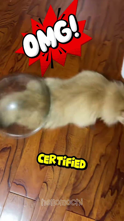 Smart cat vs. 'Special' cat 🤣