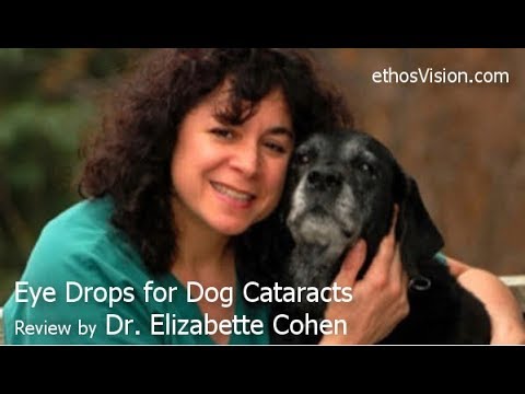 वीडियो: क्या कुत्तों में ग्लूकोमा का इलाज संभव है?