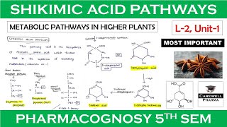 shikimic acid pathway || L-2, Unit-1 || pharmacognosy 5th sem || Carewell Pharma screenshot 4