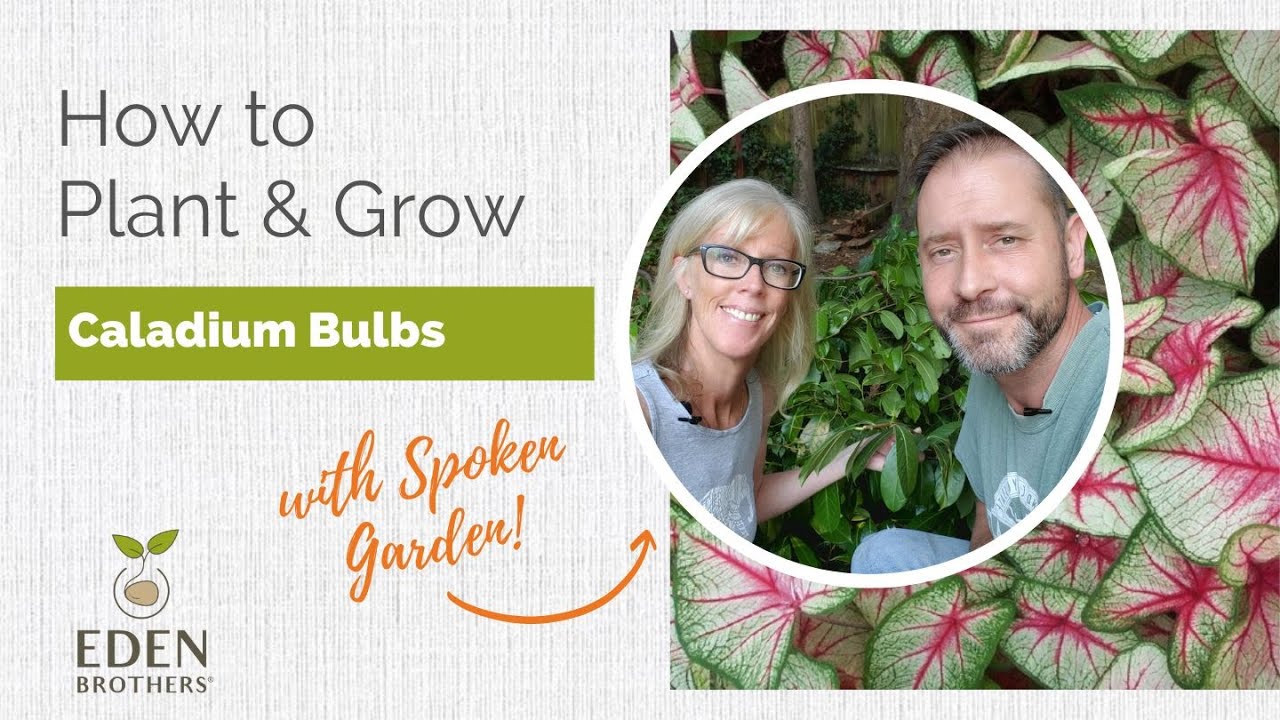 philodendron silver sword care Philodendron hastatum 