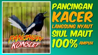 PANCINGAN SIUL KACER 100% AMPUH❗️🔥 LANGSUNG NYAUT KACER YANG MALAS BUNYI❗️🔥