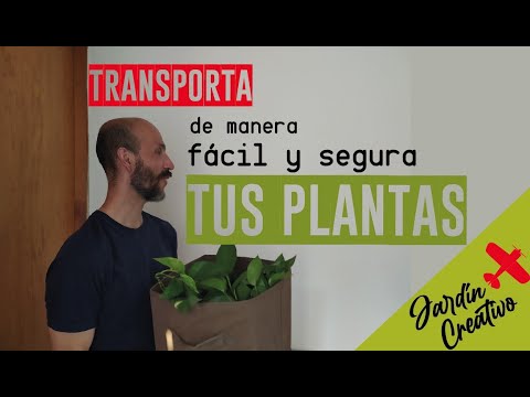 Video: Cómo guardar plántulas hasta la primavera: consejos útiles