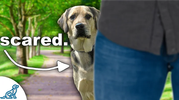 How To Help Your Fearful Dog Meet New People