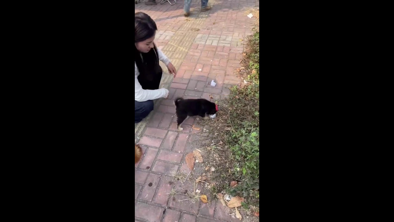 LIVE from Pet Market | Puppy Stalls & Street Walkthrough | Subscribe Now