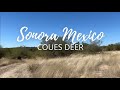 SONORA MEXICO - COUES DEER!