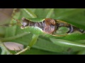 ［見島のいきものたち 213］ ハヤシノウマオイHexacentrus japonicus ？♂