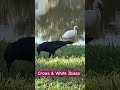 Backyard crow family and white ibises stop by for 🥜, 🌽 and an 🥚egg#crowfamily #crows #ibises